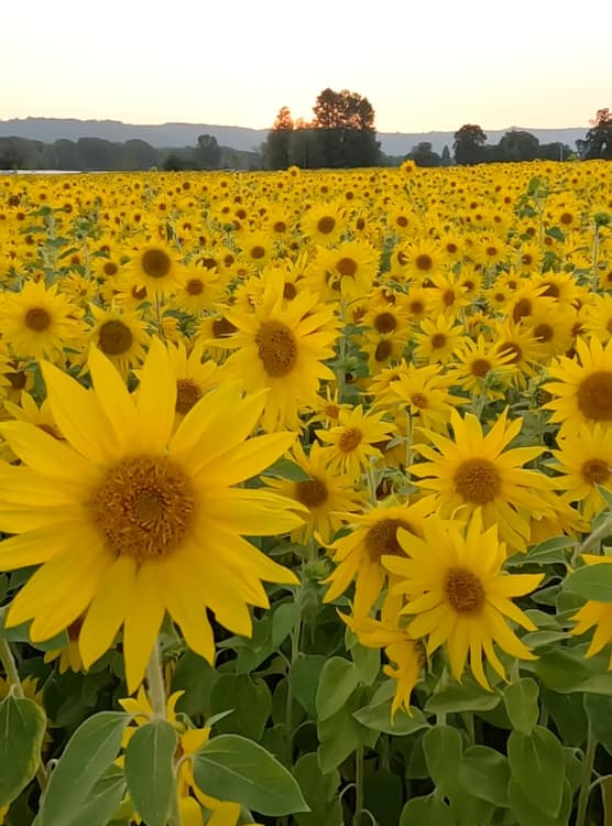 sunflower field at Topaz Farm