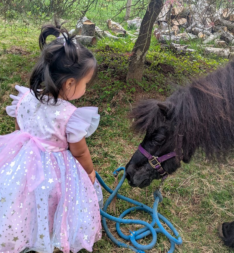 Once Upon A Pony Tail LLC