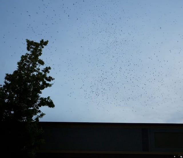 Watch the Swifts Roost at PDX Parent in Portland