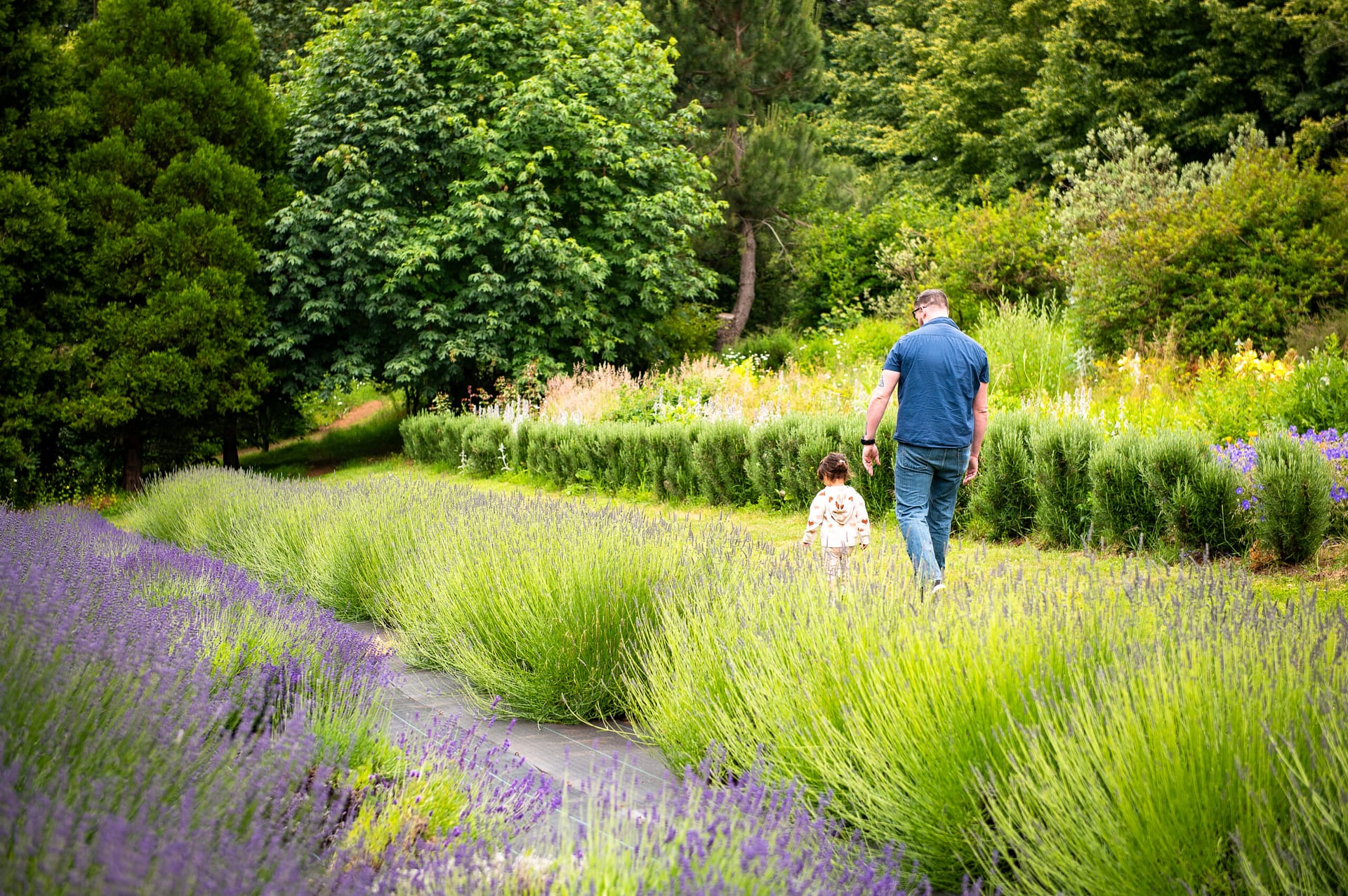 Lavender Festival at Durant
