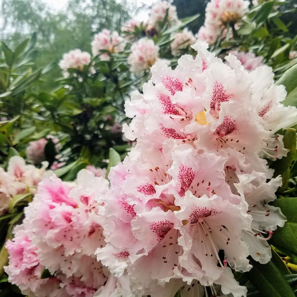 Laurelhurst Park in Spring
