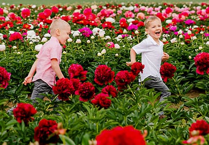 Adelman Peony Gardens