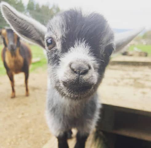 Goat Pic