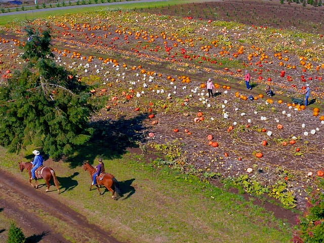 Pumpkin Patch at Kirchem Farm at Historic Kirchem Farm in Portland