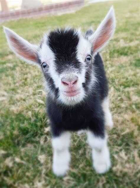 Baby Goat Party at Hillsboro Downtown Station in Portland