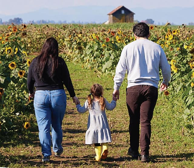 Sunflower Festival at French Prairie Gardens at French Prairie Gardens in Portland