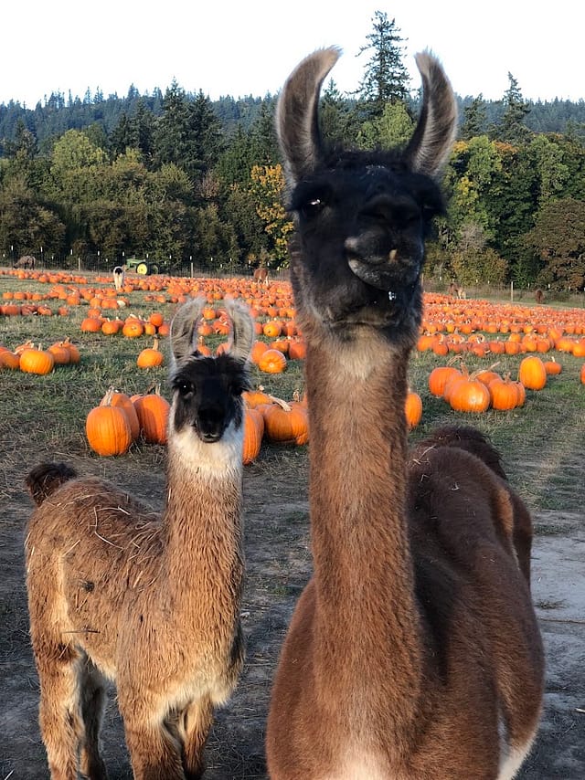 Make Memories With Llamas, a Corn Maze and Pumpkins at Frog Pond Farm at Frog Pond Farm in Portland