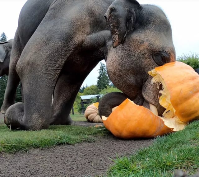 Squishing of the Squash at the Oregon Zoo at Oregon Zoo in Portland