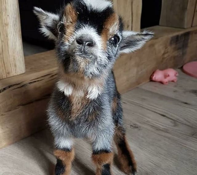 Baby Goat Party at Hillsboro Downtown Station in Portland