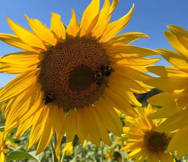 Sunflower Festivals at PDX Parent in Portland