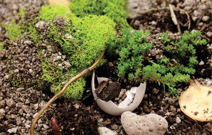 Egg_Gardens_2