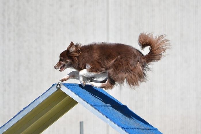 K9 agility challenge