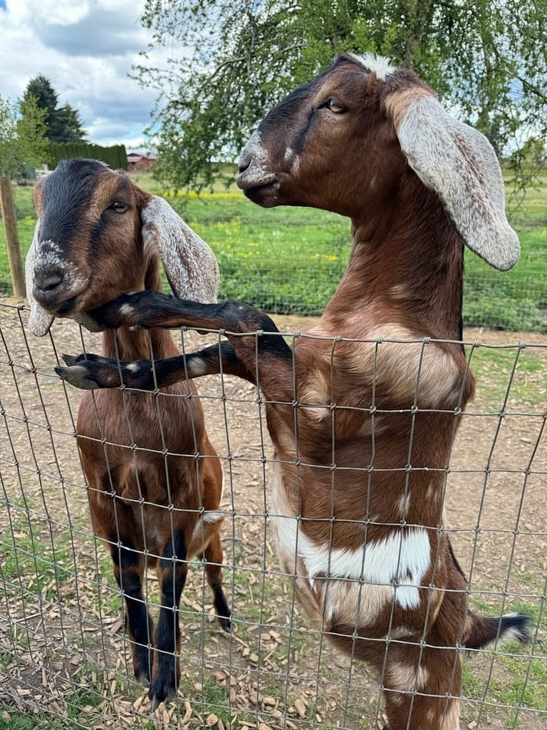 Goats-1.jpg