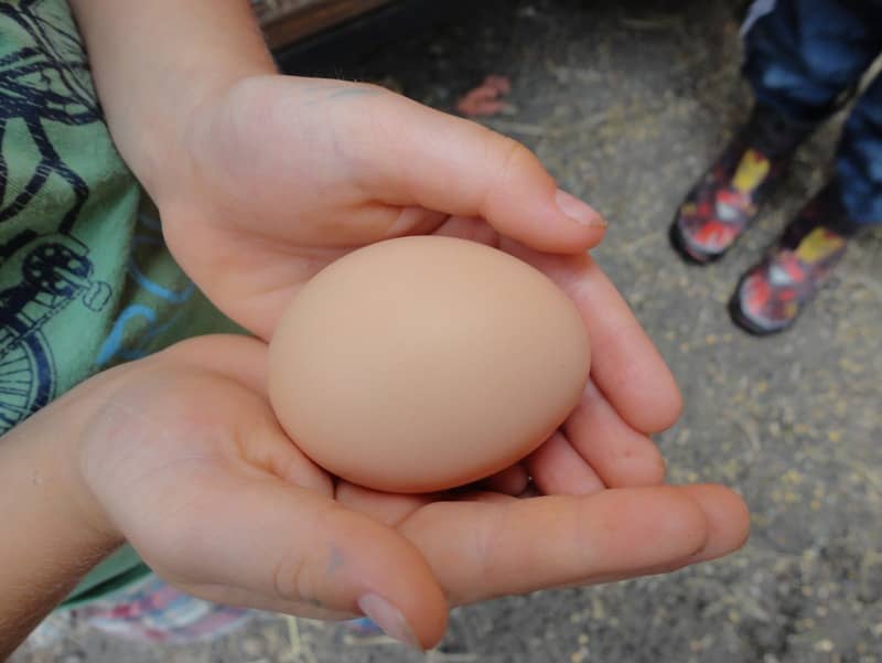eggs-1.jpg