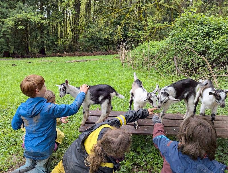 Wild & Free Forest Programs
