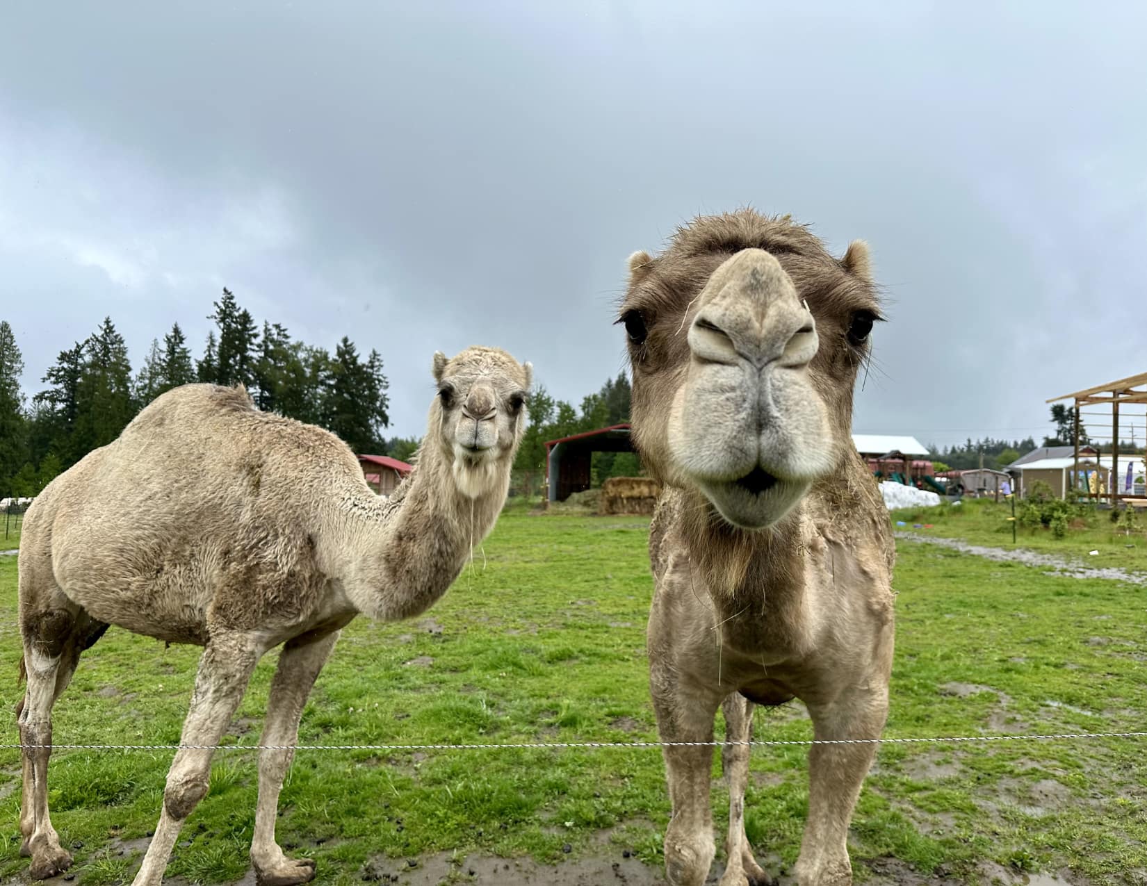 Play, Bounce, and Feed the Animals of Frog Pond Farm!
