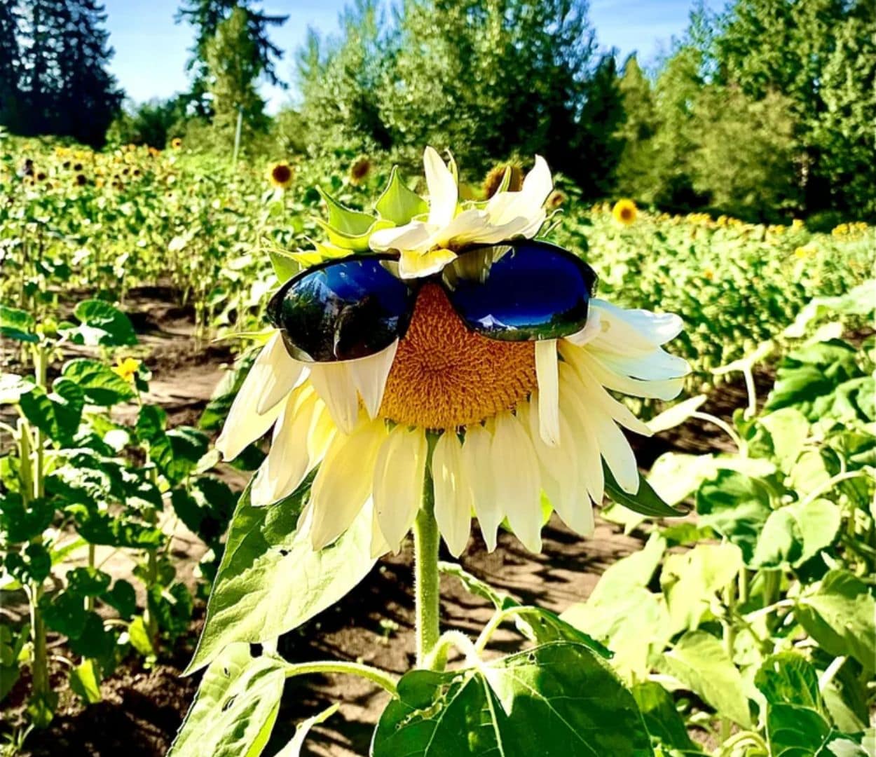 O'Keefe Farms Annual Sunflower Festival